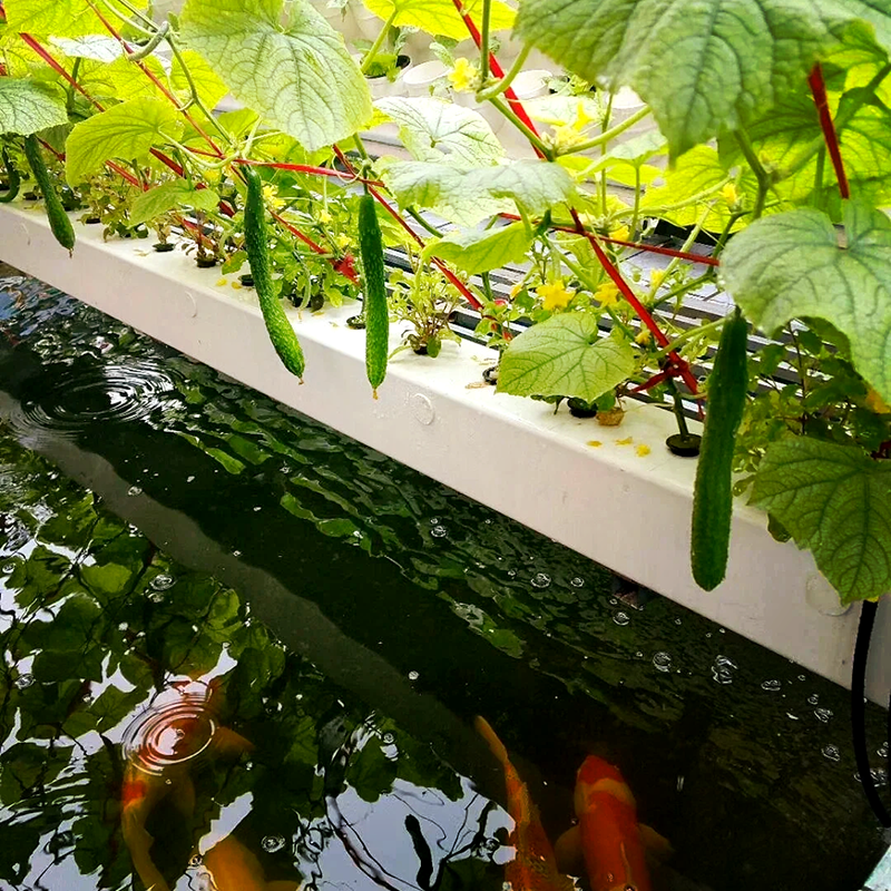 鹤岗市玻璃温室鱼菜共生 - 一站式服务